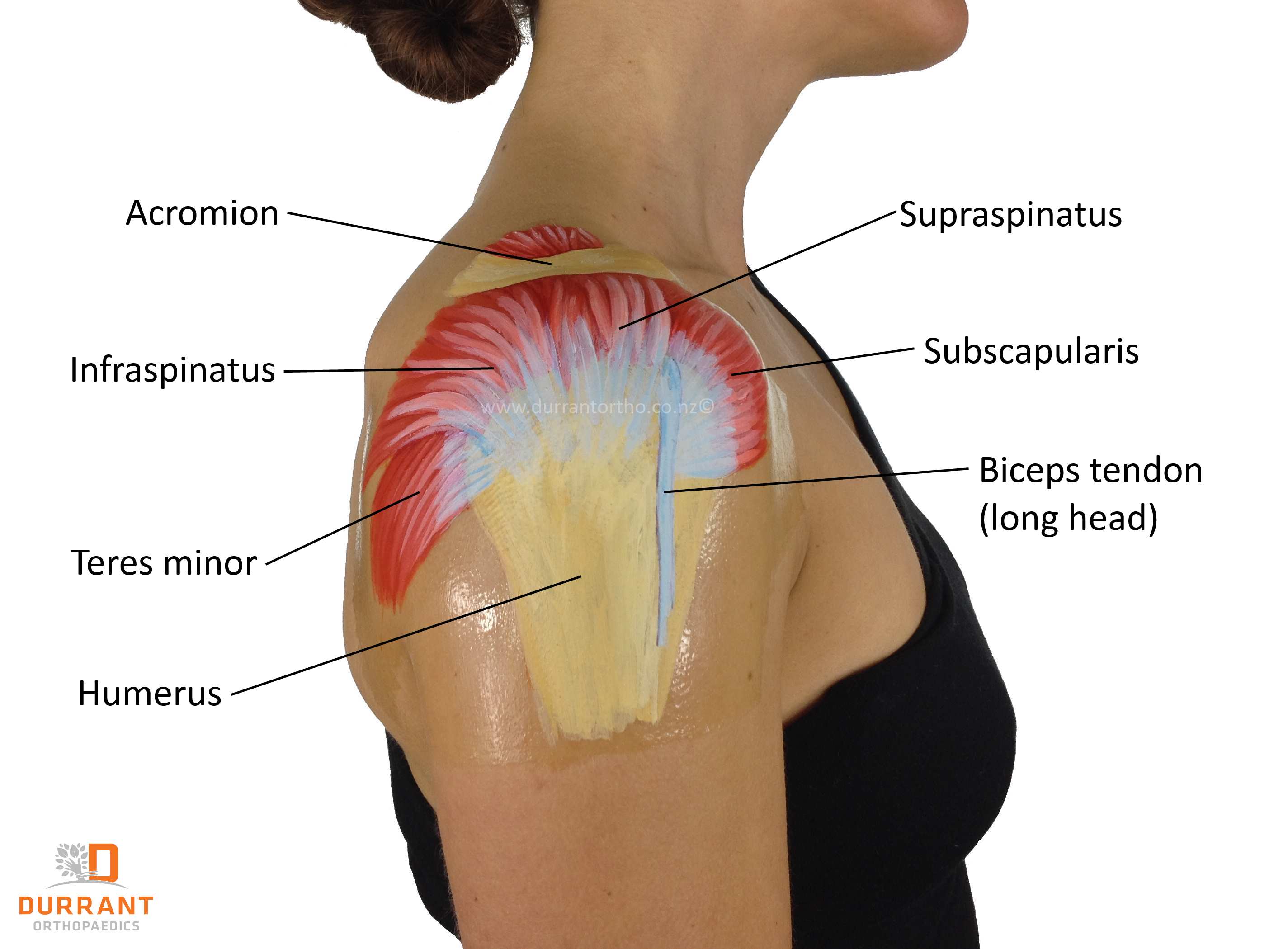 rotator-cuff-exercises-for-the-office-miami-sports-chiropractic